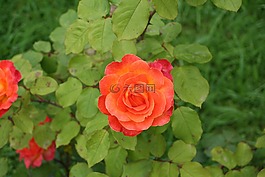 羅莎,紅色的,紅色