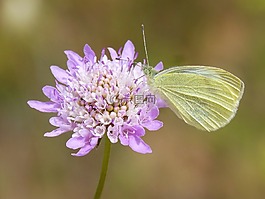 蝴蝶,菜粉蝶,blanqueta白菜