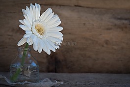 非洲菊,花,開花