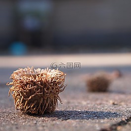 橡子,帽,搖枕