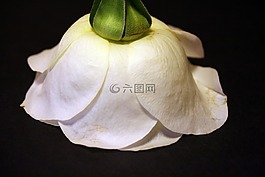 羅莎,白,花