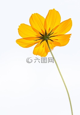 宇宙,鮮花,黃色