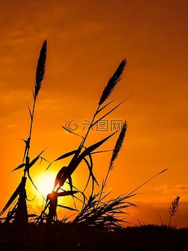 蘆葦,太陽,日落