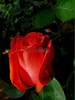 鮮花,性質(zhì),粉色