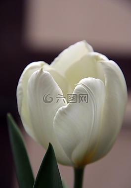 郁金香,白,花