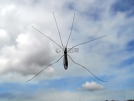蚊子,昆蟲(chóng),天空