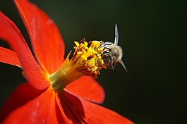 蜜蜂,授粉,葉