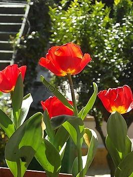 郁金香,紅色,花