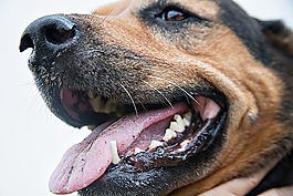 狗,犬,動(dòng)物