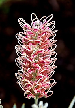 grevillea,花,澳大利亚