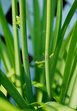 草,蝗蟲,綠色
