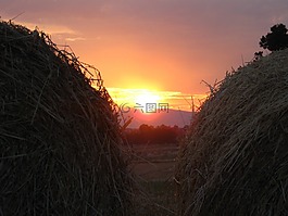 日落,水滴,干草