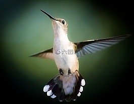 鳥(niǎo),蜂鳥(niǎo),飛行