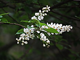 春,鮮花,芽