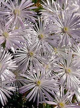 pigface,鲜花,盛开