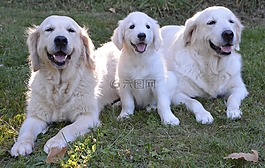 金毛獵犬,狗,小狗