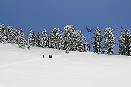 冬天,雪,雪兔