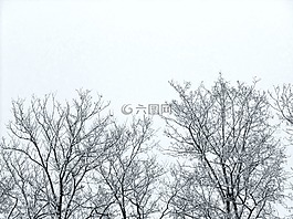 樹枝,樹,冬季