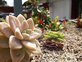 植物,自然,花
