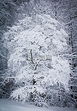 雪,暴風雪,天氣
