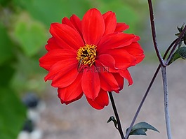 花卉,紅色,昆蟲