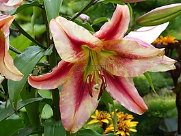 黃花菜,花卉,顏色