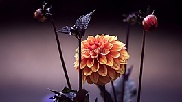 盛開,開花,植物區(qū)系