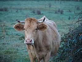 牛,牛肉,牧場