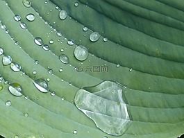 雨滴,玉簪,工作表