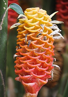 花,黃色,紅色