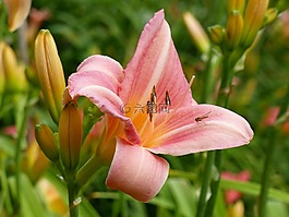 黃花菜,花卉,芽