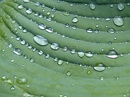 雨滴,玉簪,工作表