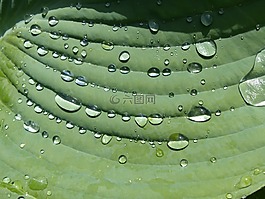 雨滴,玉簪,工作表