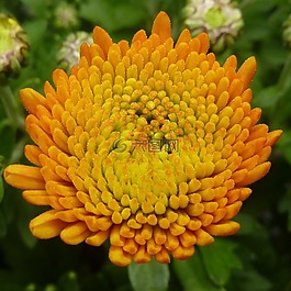 花,菊花,黃色