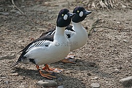 鱈魚鴨,喜鵲,鴨鳥