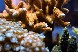 珊瑚,礁,海水