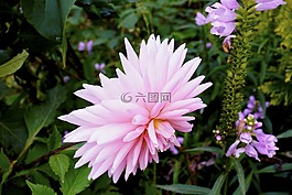 秋季,鮮花,粉紅色