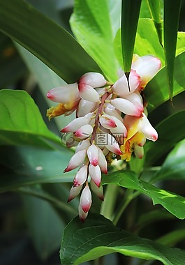 廠,花,開花