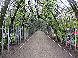 胡同,植物,春