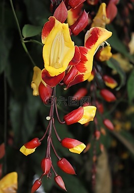 廠,花,紅色
