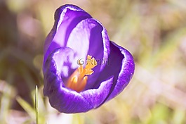 番紅花,花,春