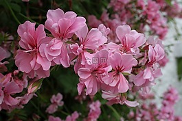 開花,愛爾蘭,性質(zhì)