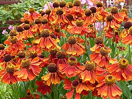 鮮花,顏色,花園