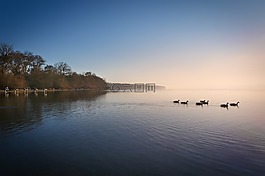 ammersee,雾,鸭