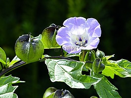 potatisblomma,叶,蓝色