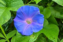 牽?；?花,自然