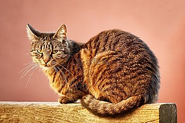 貓,動物,寵物