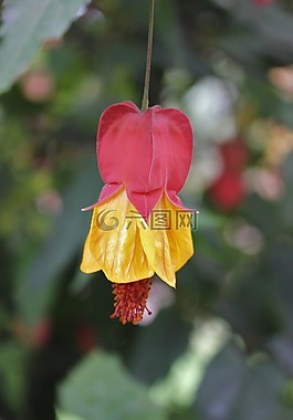 開花,紅色,黃色
