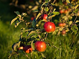 蘋果,水果,紅色