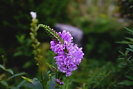 秋季,鮮花,紫色